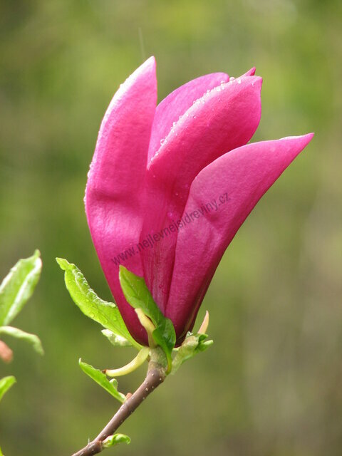 Magnólie Susan velkokvětá 60/100 cm, v květináči Magnolia Susan